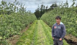 Un arboriculteur dans un verger de pommiers palissés