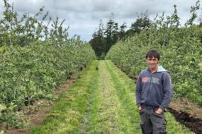 Un arboriculteur dans un verger de pommiers palissés