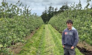 Un arboriculteur dans un verger de pommiers palissés
