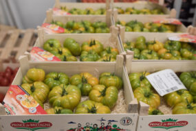 Des caisses de tomates vertes