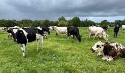 Des vaches laitières dans une prairie