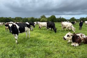 Des vaches laitières dans une prairie