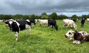 Des vaches laitières dans une prairie