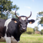 Une vache Bretonne Pie Noir dans une pâture