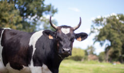 Une vache Bretonne Pie Noir dans une pâture