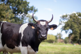 Une vache Bretonne Pie Noir dans une pâture