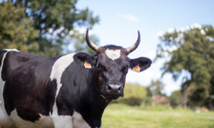 Une vache Bretonne Pie Noir dans une pâture