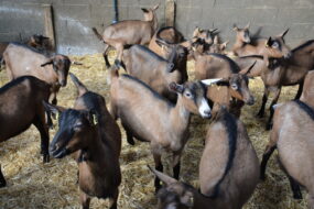 Des chèvres sur paille dans un bâtiment d'élevage