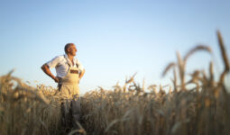 Agriculteur  dans un champ de blé.