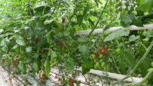 tomates dans un serre