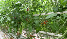 tomates dans un serre