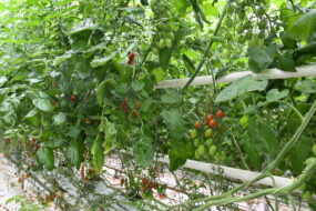 tomates dans un serre