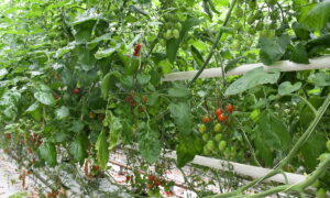 tomates dans un serre