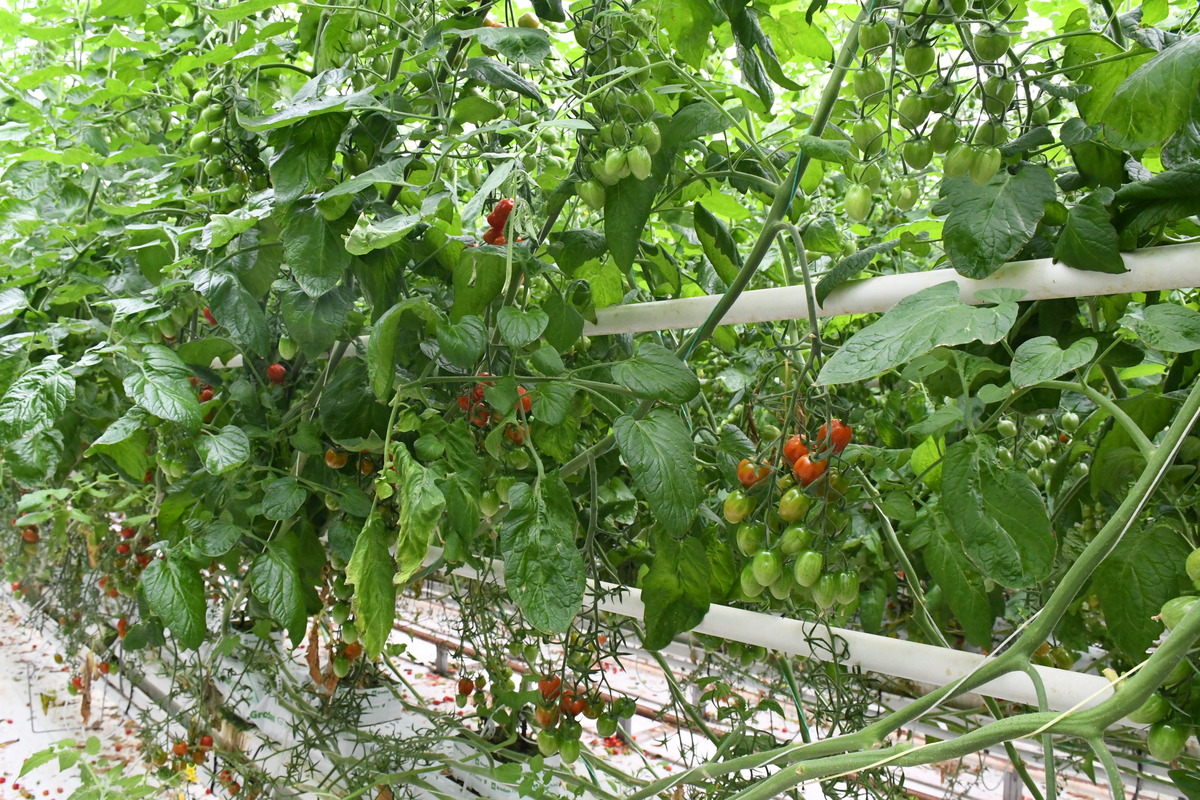 tomates dans un serre - Illustration Découvrir les coulisses de l’agriculture locale