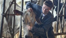 Une ostéopathe qui manipule une vache