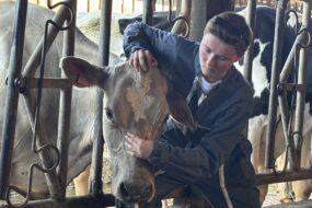Une ostéopathe qui manipule une vache