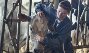 Une ostéopathe qui manipule une vache