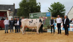 Une vache Prim'Holstein lors d'un concours