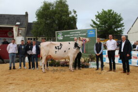 Une vache Prim'Holstein lors d'un concours