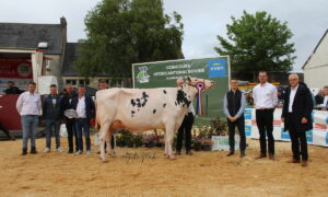 Une vache Prim'Holstein lors d'un concours