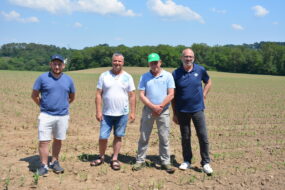 Quatre agriculteurs dans un champ de maïs