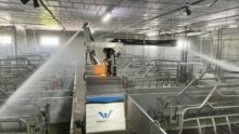 robot de lavage dans élevage porcin