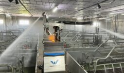 robot de lavage dans élevage porcin