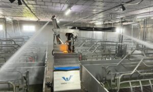 robot de lavage dans élevage porcin