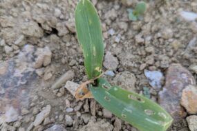 Gros plan sur un pied de maïs attaqué par la géomyze