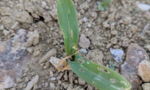 Gros plan sur un pied de maïs attaqué par la géomyze
