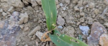 Gros plan sur un pied de maïs attaqué par la géomyze