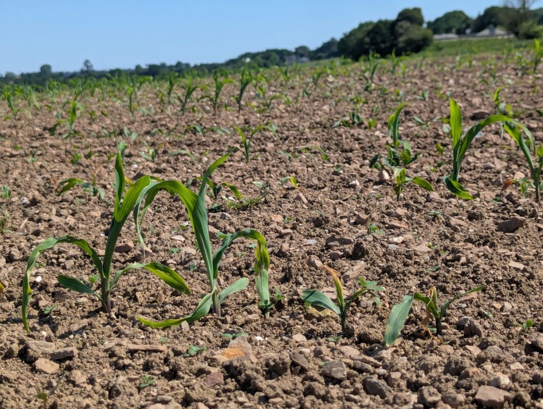Plantes non attaquées à 4-5 feuilles et les plantes attaquées
sont bloquées à 3 feuilles dans une parcelle à Briec (29), le 25 mai.