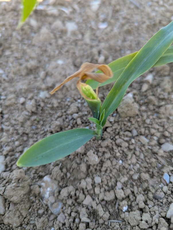 Certaines plantes initient des talles avec des épis viables, ces talles sont plus ou moins bien développés. On peut se poser la question de leur potentiel, mais cela reste des plantes à compter comme viables.