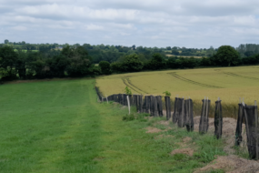 Une jeune plantation de haie entre deux parcelles agricoles