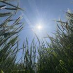 Soleil dans une parcelle d'orge