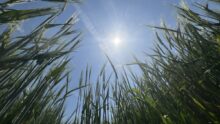 Soleil dans une parcelle d'orge