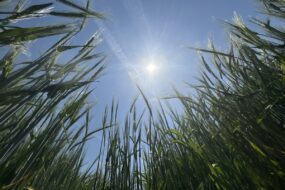 Soleil dans une parcelle d'orge