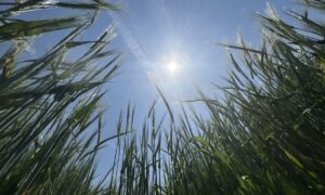 Soleil dans une parcelle d'orge