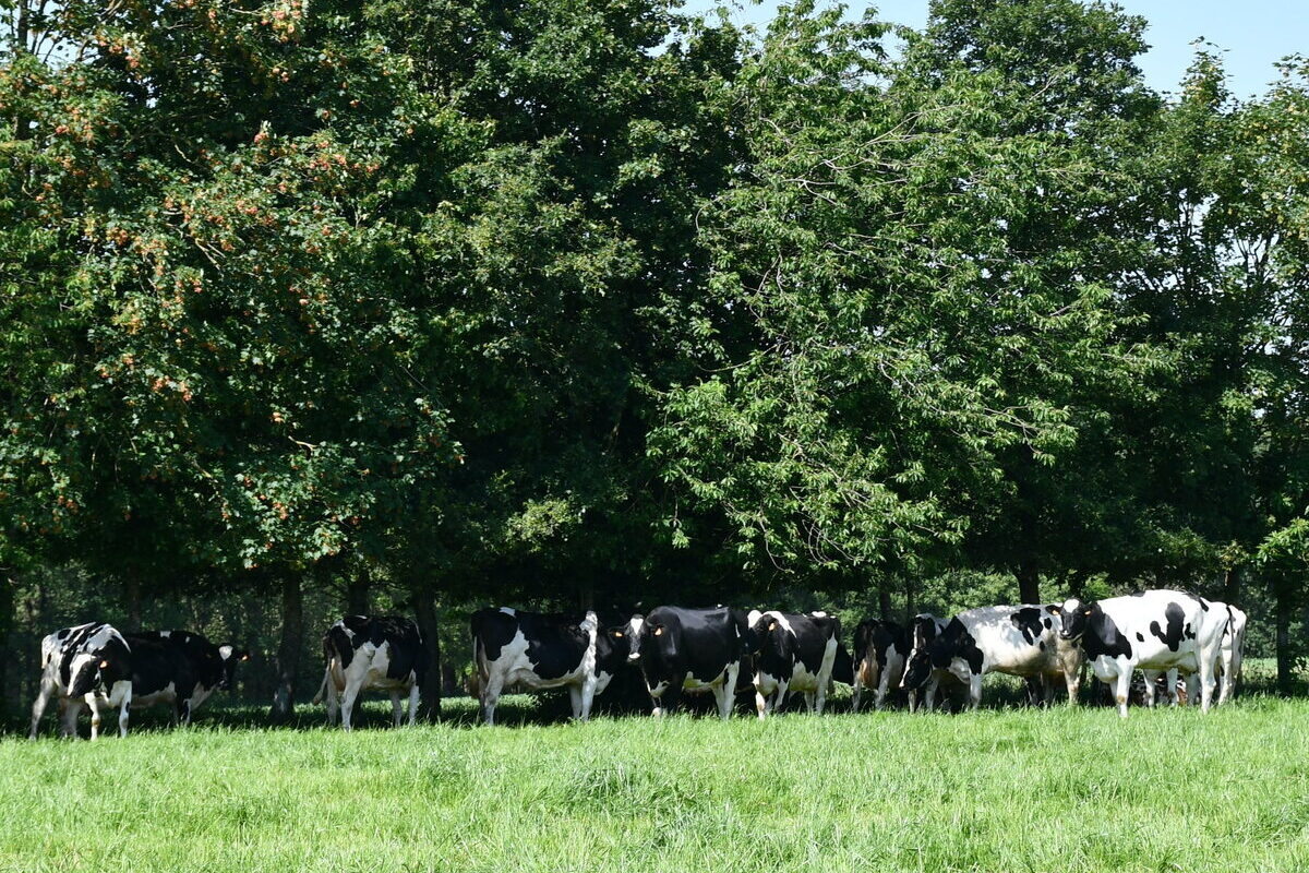 Vaches sous arbres dans un champ - Illustration Faire face  à la vague de chaleur