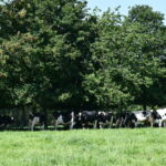 Vaches sous arbres dans un champ