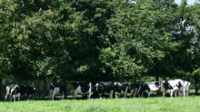Vaches sous arbres dans un champ