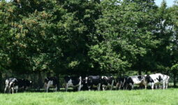 Vaches sous arbres dans un champ