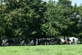 Vaches sous arbres dans un champ