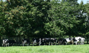 Vaches sous arbres dans un champ