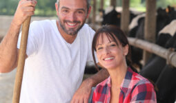 Un couple souriant devant des vaches au cornadis