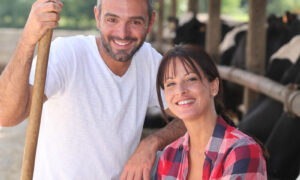 Un couple souriant devant des vaches au cornadis