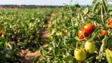 Un champ de tomates à maturité