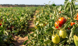 Un champ de tomates à maturité