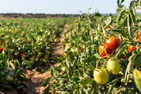 Un champ de tomates à maturité