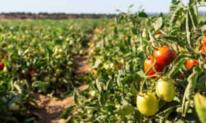 Un champ de tomates à maturité